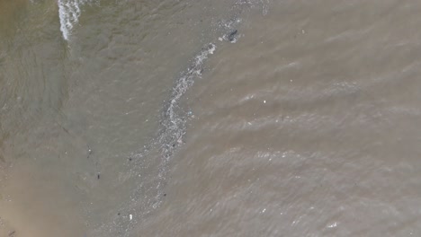 Low-altitude-spinning-top-down-drone-shot-of-polluted-ocean-filled-with-floating-trash-and-muddy-river-runoff-mixing-with-turqouise-tropical-water-of-Bali-Indonesia