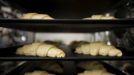 Fresh-croissants-on-trays-in-bakery-proofing-rack,-dough-rising-before-baking,-selective-focus,-shallow-depth-of-field