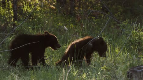 In-the-gentle-light-of-dusk,-grizzly-bear-cubs-are-spotted-foraging-in-the-undergrowth-of-a-dense,-green-woodland