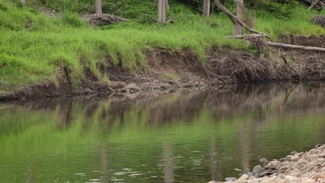 Mittlere-Aufnahme-Der-Erosion-Durch-Regen-Und-Überschwemmungen-Entlang-Des-Coomera-River-In-Oxenford,-Gold-Coast,-Australien