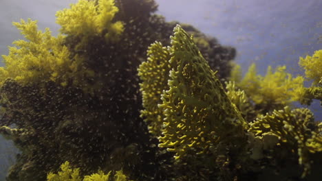 Pez-De-Cristal-Junto-Al-Arrecife-De-Coral-Del-Mar-Rojo-De-Egipto-Filmado-En-4k