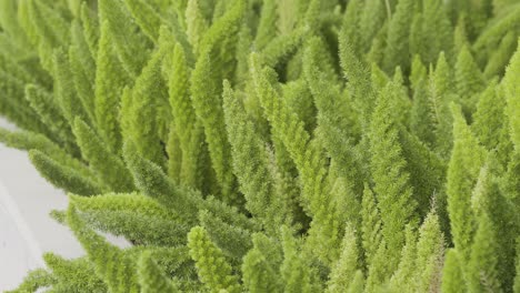 Slow-Motion-Foxtail-Ferns-Swaying-in-Breeze-Close-up