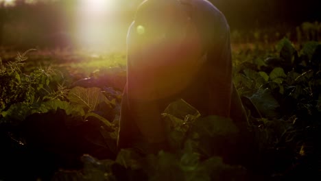 Farm-worker-in-middle-of-cabbage-field-selecting-and-inspecting-plants