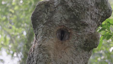 Austen's-Brown-Hornbill-Juvenile-Beak-of-Peeking-Out-of-Nest's-Cavities-Hole