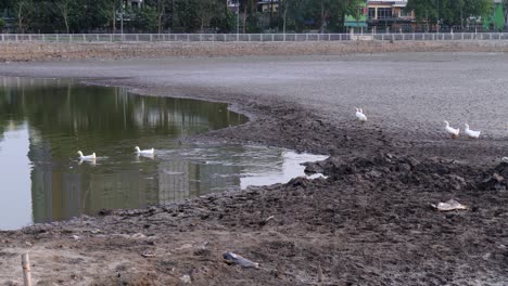 Family-of-wild-birds-find-habitation-on-surface-of-water-reservoir