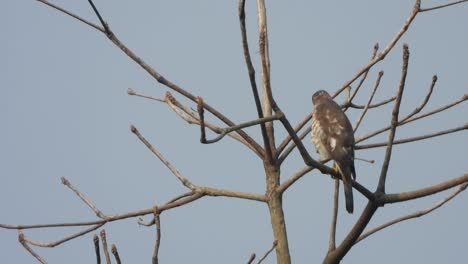 Falcon-bird-relaxing-on-tree---fathers-