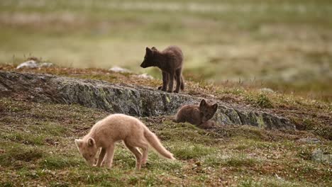 Polarfuchsjunge-Erkunden-Höhle-In-Der-Norwegischen-Tundra