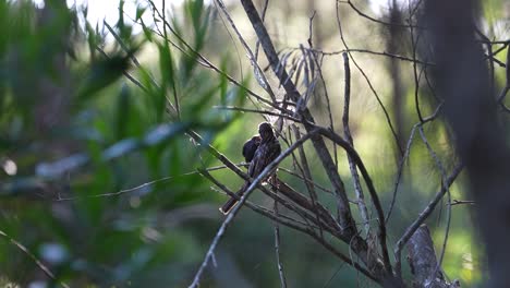 Benteveo-bird-perched-in-a-forest,-feeding-a-thrush-bird-among-branches,-natural-light