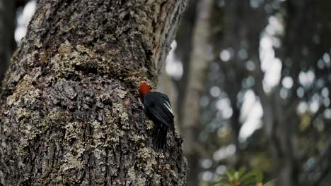 Magellanic-Woodpecker-woodpecker-pecking-wood-in-the-forest-of-Patagonia,-Tierra-de-Fuego,-Argentina