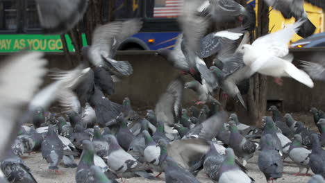 Woman-Tossing-Bread-Crumbs-to-Group-of-Pigeons-on-Sidewalk