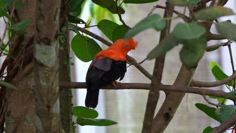 Male-Andean-cock-of-the-rock,-rupicola-peruvianus-with-striking-plumage,-perched-on-tree-branch,-shaking-its-head,-curiously-wondering-around-the-surroundings