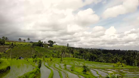 Luftaufnahme-über-Reisterrassen-Mit-Nach-Unten-Geneigter-Kamera