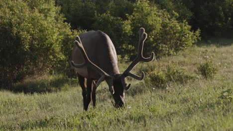 A-majestic-elk-with-a-large,-impressive-set-of-antlers-grazes-peacefully-in-the-tranquil-surroundings-of-a-lush-green-meadow