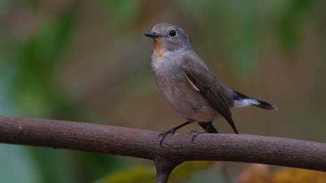 Mirando-Hacia-La-Izquierda-Mirando-A-Su-Alrededor-Y-Luego-Se-Va-Volando,-Taiga-Papamoscas-Ficedula-Albicilla-Hembra,-Tailandia