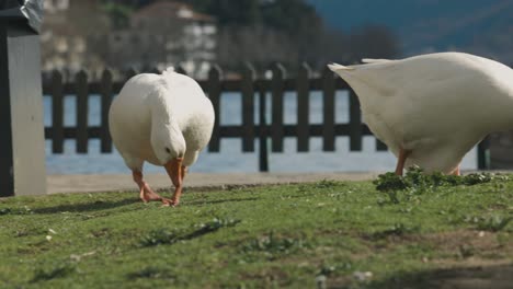 A-close-up-shot-of-a-group-of-white-ducks-eating-green-grass-leaves,-blue-lake-and-beautiful-mountain-in-the-background,-dreamy-exotic-wildlife,-fall-tones,-RF-Lens,-4K-video