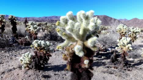 Campo-De-Cactus-En-El-Parque-Nacional-Joshua-Tree-En-California-Con-Video-De-Cardán-Caminando-Hacia-Adelante-Con-Toma-Amplia