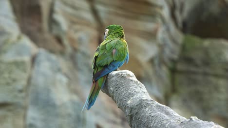 Mini-chestnut-fronted-macaw,-severe-macaw-perched-on-chopped-off-tree-branch-with-fluff-up-feathers,-slowly-turn-its-head-around-and-wondering-around-the-surroundings,-close-up-shot