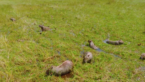 Group-of-capybaras-lounging-and-grazing-on-a-vibrant-grass-field-in-Arauca,-Colombia,-on-a-cloudy-day