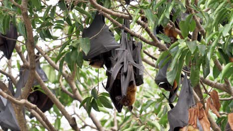 Bat-perched-hanging-on-a-tree-in-the-wild