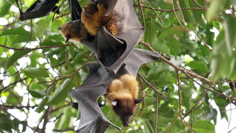 Los-Zorros-Voladores-De-Lyle,-Pteropus-Lyleior,-Posados-Durante-El-Día-Mientras-Abanican-Sus-Cuerpos-Con-Sus-Alas-Constantemente-Para-Refrescarse-Mientras-Descansan.