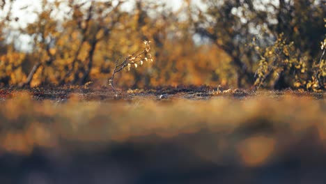Kleine-Birken,-Bedeckt-Mit-Bunten-Gelben-Und-Orangefarbenen-Blättern-In-Der-Herbsttundra
