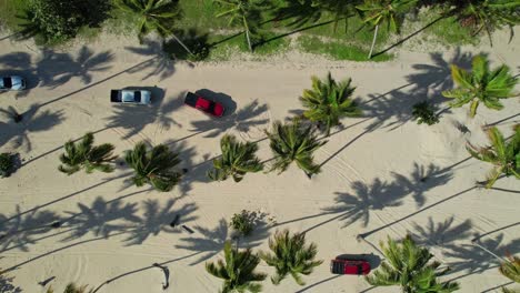 Aerial-birdseye-shot-of-cars-driving-on-sand-among-palm-trees-heading-to-beach