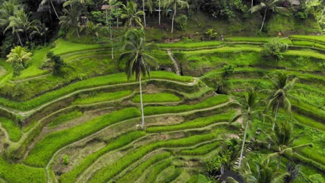 Beautiful-Tegallalang-rice-terraces-on-Bali,-Indonesia