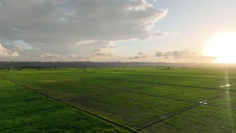 Rice-field-in-San-Francisco-de-Macoris-in-Dominican-Republic