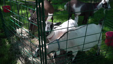 Cabra-Blanca-En-Un-Zoológico-De-Mascotas-Imágenes-En-Cámara-Lenta