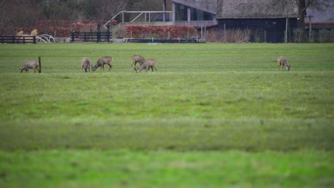 Roe-deer-animal-herd-grazing-in-grassy-pasture-near-farm-buildings