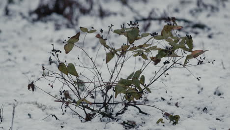 Arbusto-En-La-Nieve.-Detalle-De-Invierno-En-La-Naturaleza
