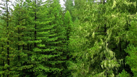 -Vista-Aérea-Elevándose-Frente-A-Un-Bosque-único,-En-Muir-Woods,-California,-Estados-Unidos