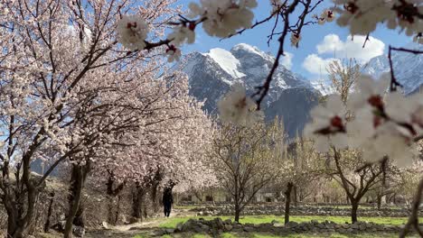 Profile-view-of-blossom-trees-aligned-in-straight-line-with-Himalayas-at-background