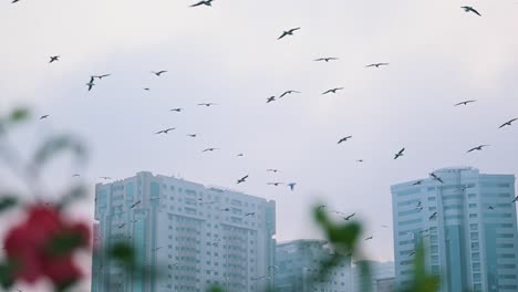 Migratory-birds-during-a-misty-morning-flying-over-a-park-in-an-urban-area-in-the-United-Arab-Emirates