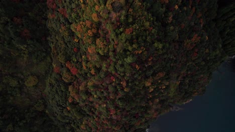 Top-down-above-autumnal-trees-in-Japanese-forest,-drone-slow-motion-natural-shot