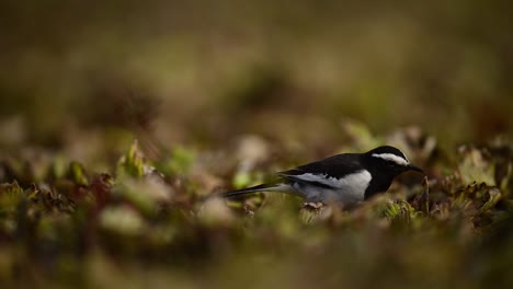 White-browed-wagtail-Feeding-in-Morning