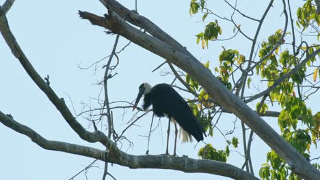 Blick-Nach-Links-Und-Putzt-Sich-Dann,-Während-Er-Hoch-Oben-Auf-Einem-Baum-Thront,-Asiatischer-Wollhalsstorch-Ciconia-Episcopus,-Potenziell-Gefährdet,-Thailand