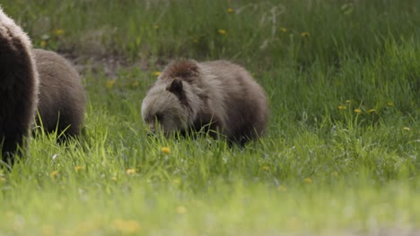 Grizzly-bear-cubs-casually-grazes-on-the-vibrant-vegetation-of-a-lush,-flower-dotted-meadow-while-mama-bear-watches-over