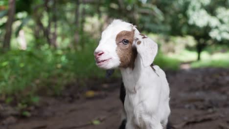 Close-Up-of-Kid-Goat,-Curious-White-Kid-Goat,-Cute-Little-Young-Goats-with-White-Fur,-Baby-Goat-Capra-Hircus