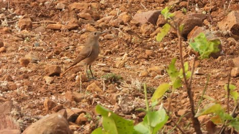 Small-rock-bird-finding-food-