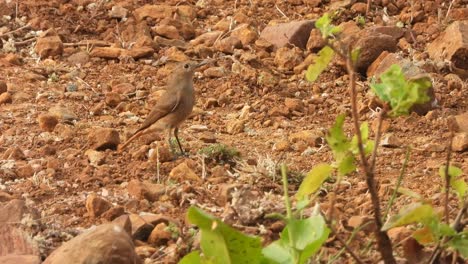 Pequeño-Pájaro-De-Roca-Encontrando-Comida-