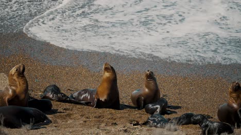 Killerwal-Strand-Mit-Seelöwenkolonie-Auf-Der-Halbinsel-Valdes-In-Patagonien,-Argentinien