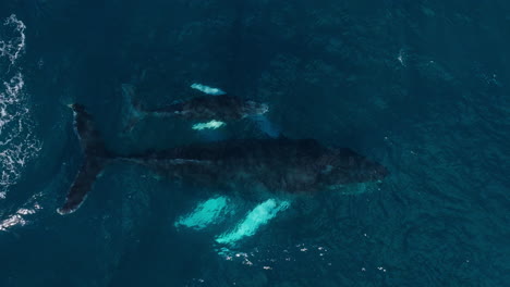 La-Cría-De-Ballena-Jorobada-Sigue-Saliendo-A-La-Superficie-Mientras-Nada-Cerca-De-Su-Madre,-Seguimiento-Aéreo