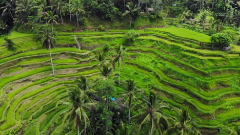 Hermosas-Terrazas-De-Arroz-De-Tegallalang-En-Bali,-Indonesia