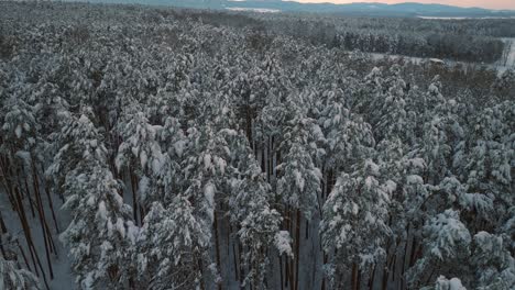 Aerial-drone-flight-over-snow-covered-forest-in-winter,-cold-weather,-peaceful-relaxing-view-during-sunset-or-sunrise