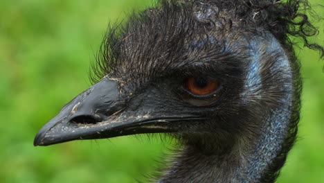 Extreme-close-up-portrait-shot-of-an-Australian-flightless-bird-species,-an-Emu,-dromaius-novaehollandiae-spotted-on-the-grassland,-curiously-wondering-around-the-surrounding