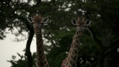 Junge-Giraffen-Stehen-Zusammen-In-Der-Wildnis