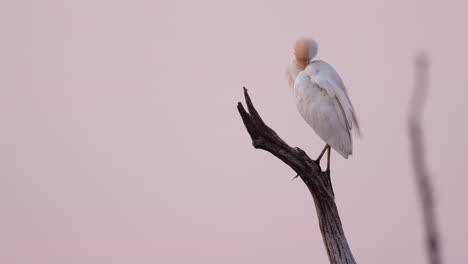 Kuhreiher-Auf-Einem-Ast,-Der-Seine-Federn-Am-Karibasee-In-Afrika-Putzt