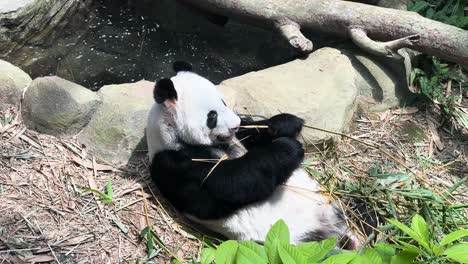 Panda-Gigante-Comiendo-Brotes-De-Bambú-Mientras-Yacía-En-El-Suelo-En-El-Zoológico-De-Singapur