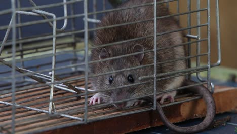 Close-up-of-a-Brown-Rat,-Rattus-norvegicus,-caught-in-a-live-trap